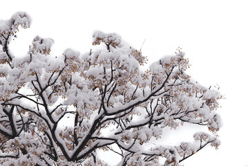 snowy tree © El Toffen