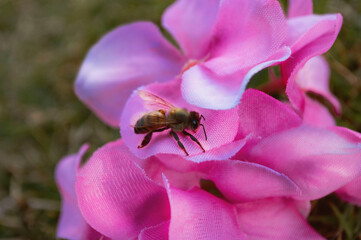 Bee Fake
