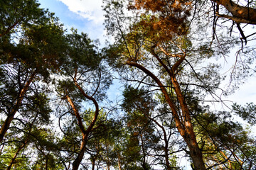 Obraz premium Skyscape at evergreen pine forest. Travel, ecotourism, natural autumn background with coniferous trees