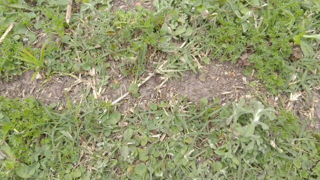 Ants trou the grass