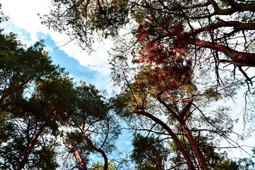 Skyscape at evergreen pine forest. Travel, ecotourism, natural autumn background with coniferous trees