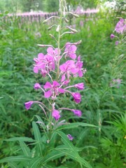pink and purple flowers