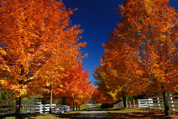 Red Maple trees along laneway to a farmhouse
