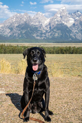 Cute black labrador retriever dog sits and poses in front of the Grand Teton National Park in Wyoming