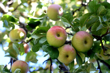 ripening apples on a tree branch with green leaves. harvest time