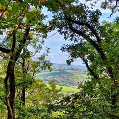 Obraz premium trees in the forest