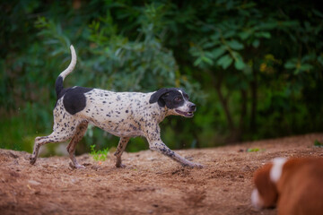 A young black and white pointer runs fast in summer