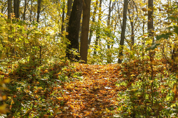 leafy path in autumn forest