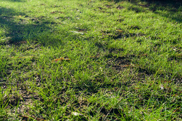 Green grass lawn in the forest. Walk in the wild forest in sunny weather. The earth's surface is covered with green grass
