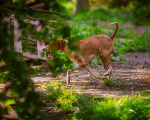 Cheerful red dog on a walk in summer
