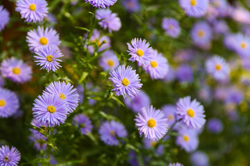 new england asters are on green nature background close up with soft focus