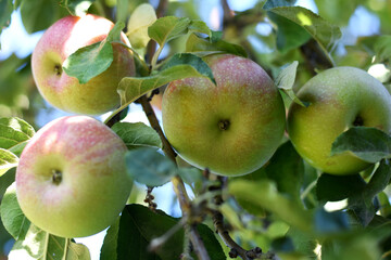 ripening apples on a tree branch with green leaves close-up. harvest time