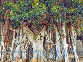 Canary gum, Ficus elastica, on Tenerife with thick air roots that are the size of a thick tree...