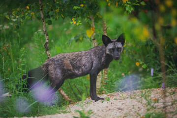 Resting fox in the summer in the reserve in the shade