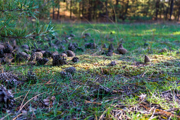 Cones in a sunny forest on the ground under a pine tree. Sprinkled cones