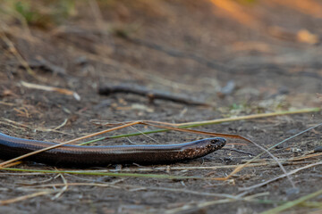 snake smile wild life animal photography portrait on dirt ground of wilderness environment space soft focus