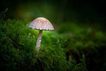 mushroom in the dark forest