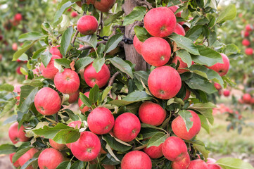 Apfelbaum mit vielen roten Äpfeln kurz vor der Ernte