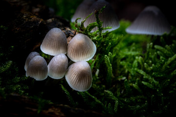 mushrooms and mosses