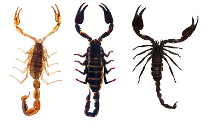 three isolated scorpions
