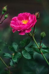 Red pink garden rose on a background of foliage