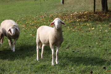 A herd of white sheep grazes on a fenced pasture