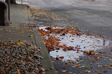 puddle and leaves 