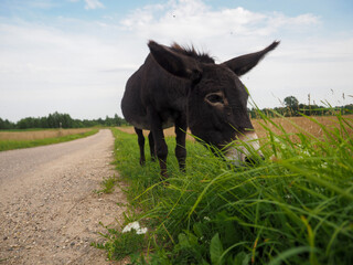 Donkey grazing in a field in the village