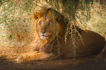 Lion in Kidepo Valley National Park