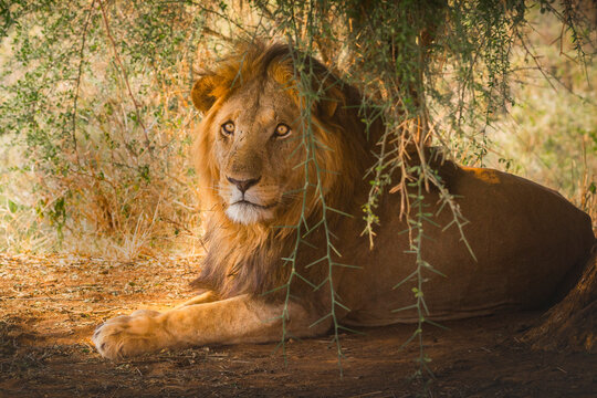 Lion In Kidepo Valley National Park