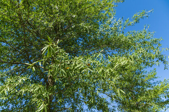 Gorgeous Willow oak (Quercus phellos) green foliage under autumn sun against the background of blue clear sky. Public landscape city park Krasnodar or 'Galitsky park' for relaxation and walking