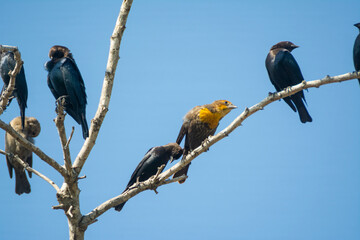 aves
