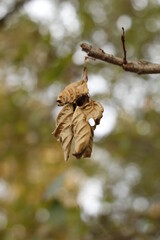 branch with leaves