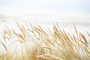 Fototapeta premium golden seagrass 01