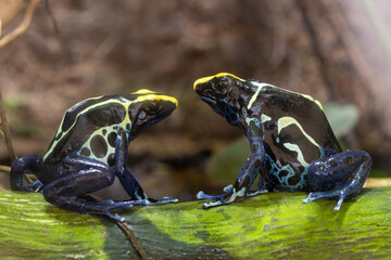 Close up of two dyeing poison dart frogs (dendrobates tinctorius)