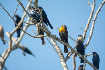 aves
