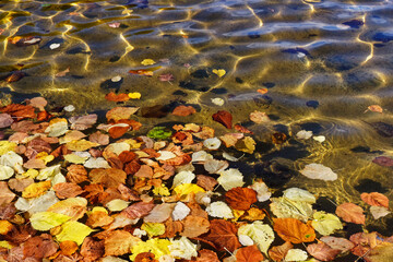 autumn leaves on the water
