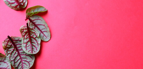 Green sorrel leaves with bloody veins original color top view, selective focus, space for text.