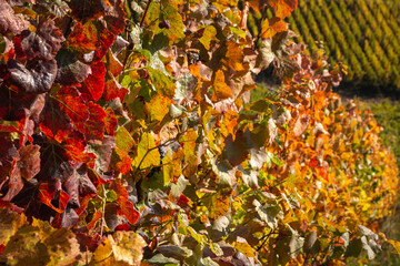 Vignes d'automne