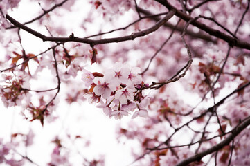 Obraz premium blossom