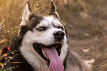 husky sticking out his tongue close up
