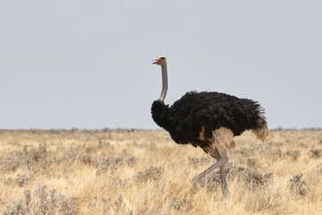 Male ostrich, Struthio camelus