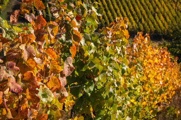 Vignes d'automne