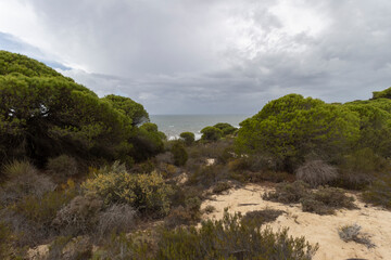 Fototapeta na wymiar unas vistas de la bella playa de Mazagon, situada en la provincia de Huelva,España.Con sus acantilados,pinos,dunas ,vegetacion y un cielo con nubes