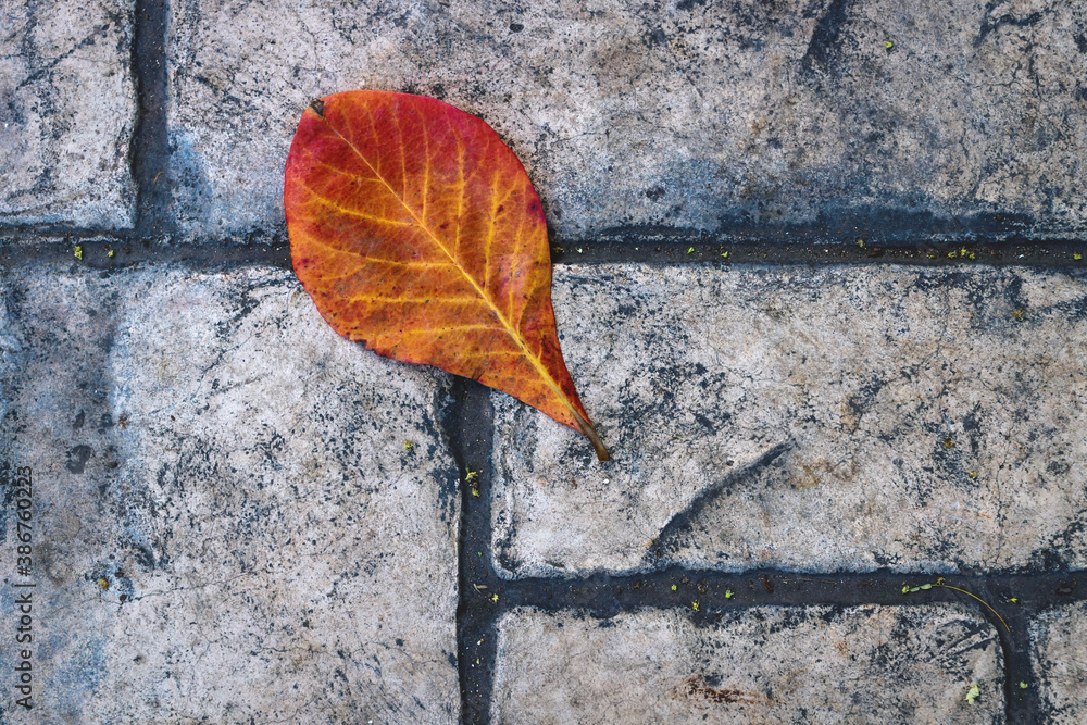 Wall mural Red orange leaf on old fashioned stone sidewalk, Mexico