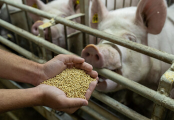 Farmer feeding pigs with dry food
