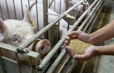 Farmer feeding pigs with dry food