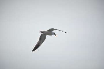 Flying Seagull in Overcast