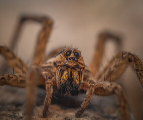 spider on the wall