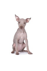 American Hairless Terrier dog isolated against white background